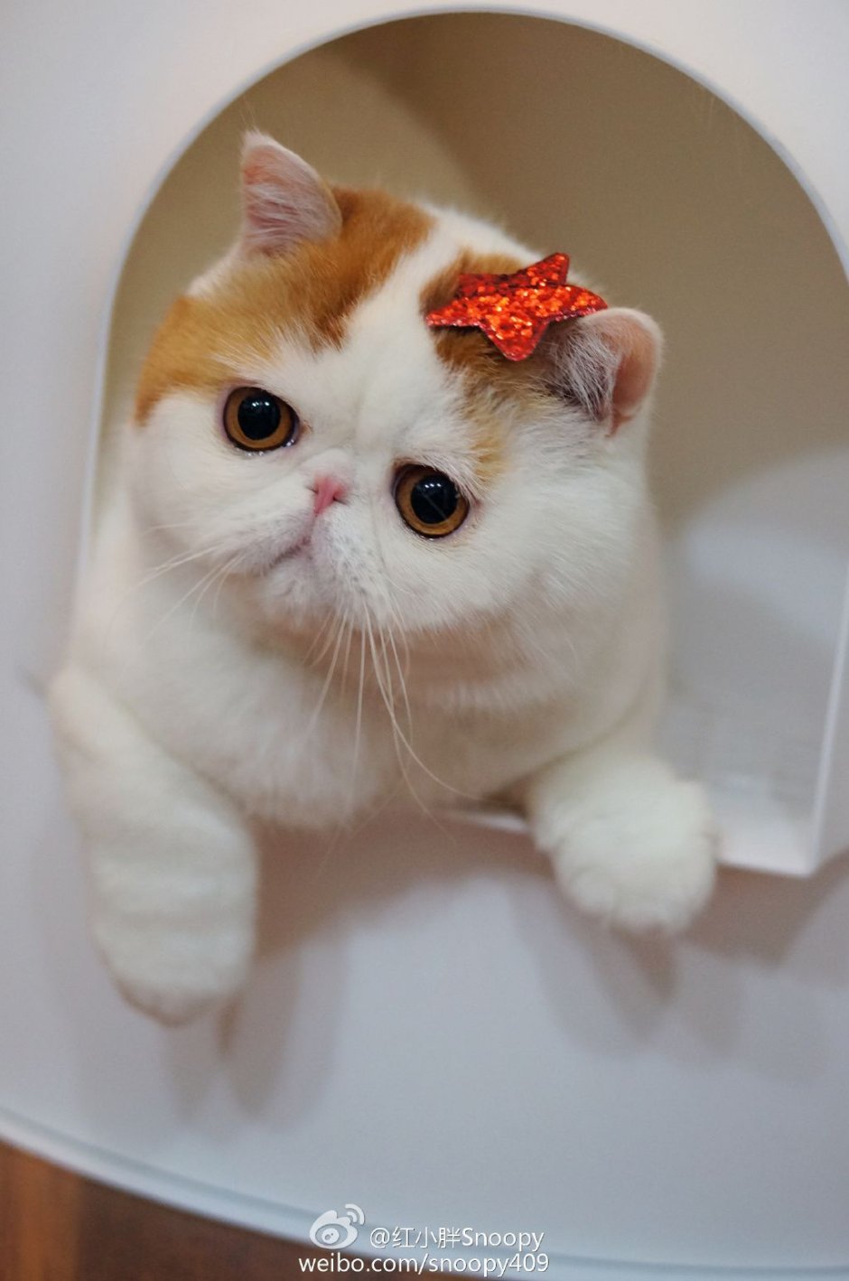 Манчкин кот серый