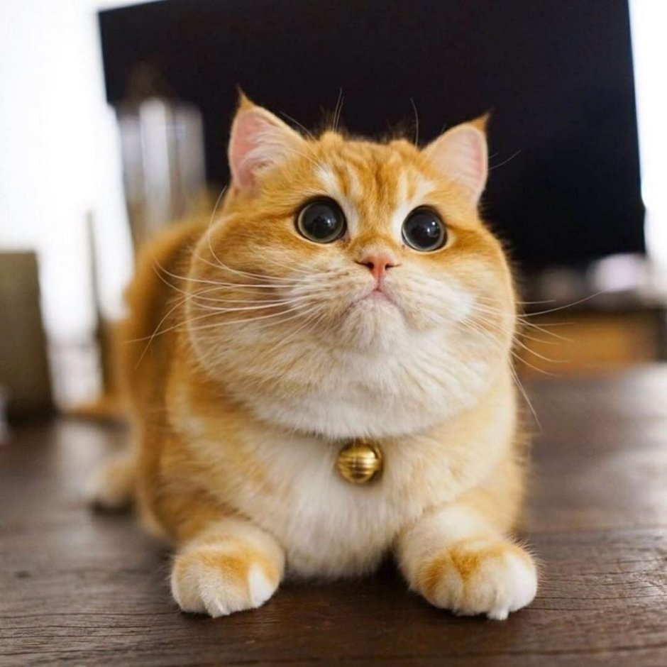 Милые котики с короткими лапками