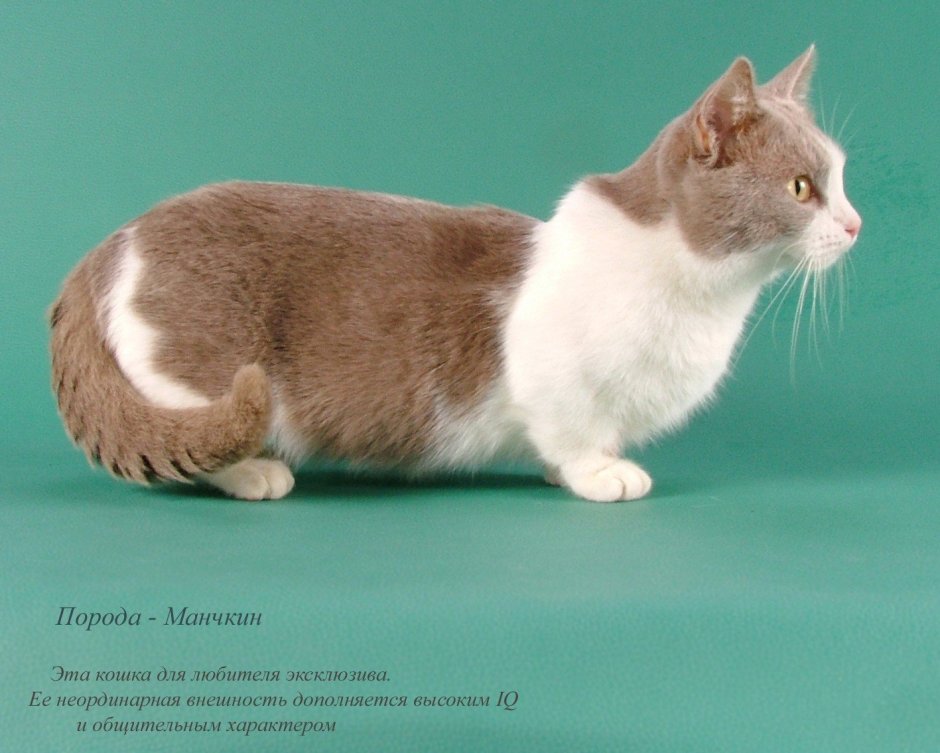 Коротконогие кошки Манчкин