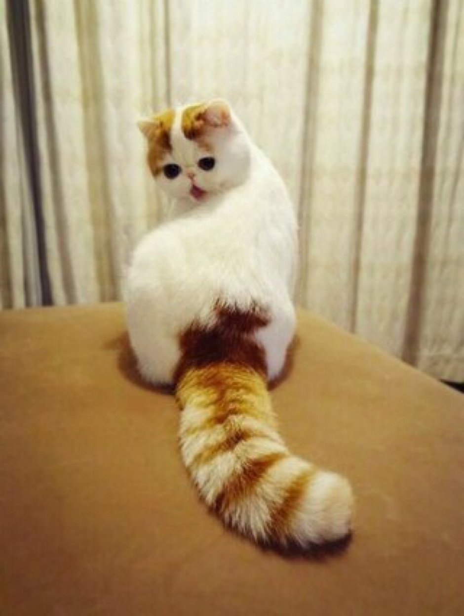 Манчкин кот