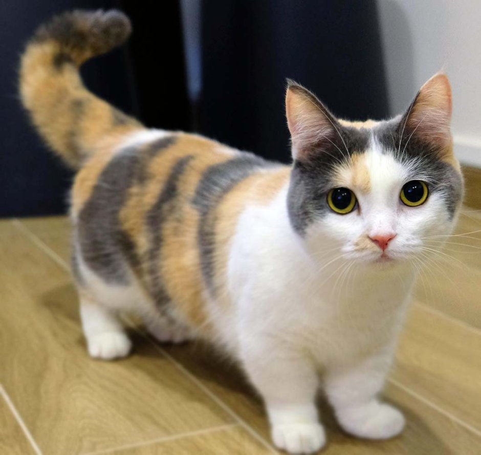 Манчкин кот