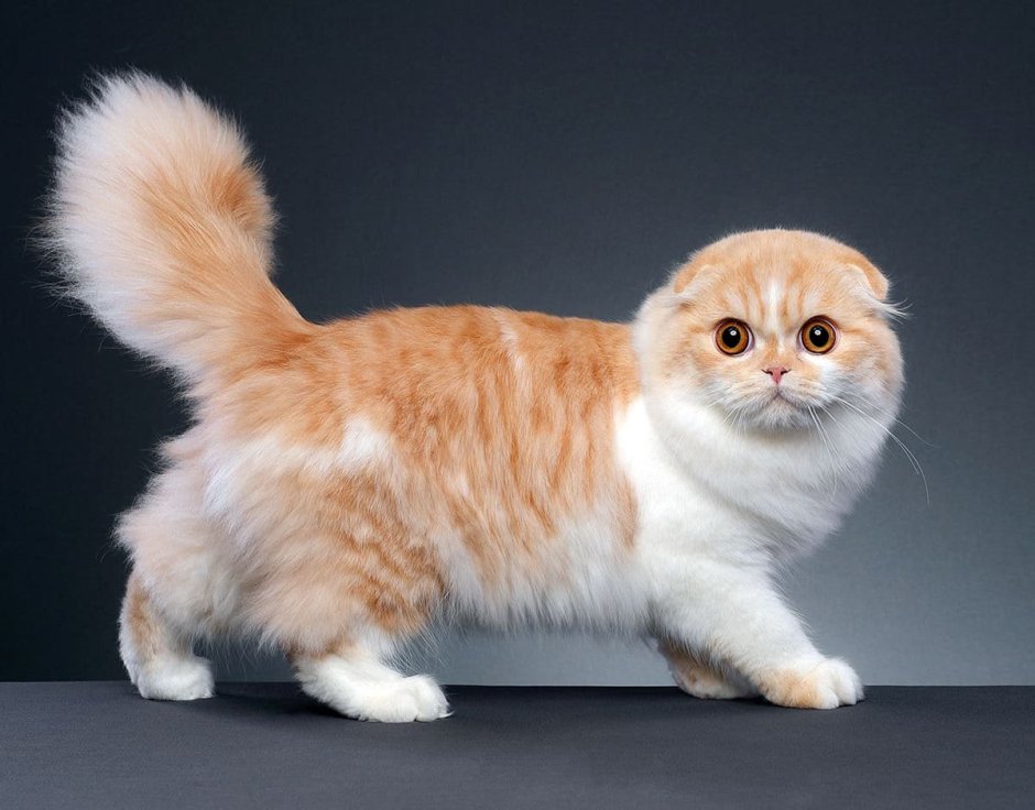 Манчкин кошка рыжая