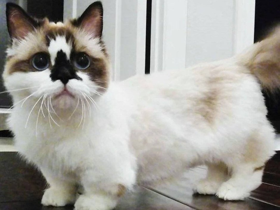 Манчкин кот сиамский