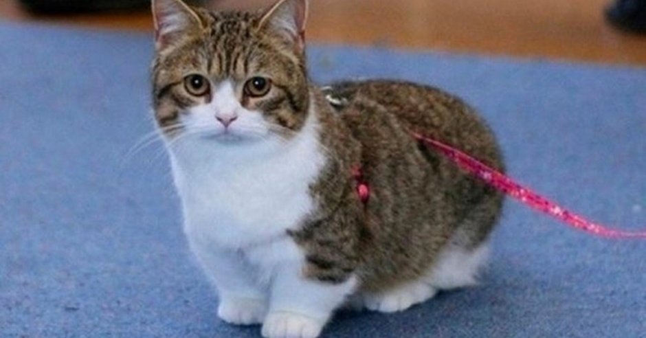 Снупи шиншилла