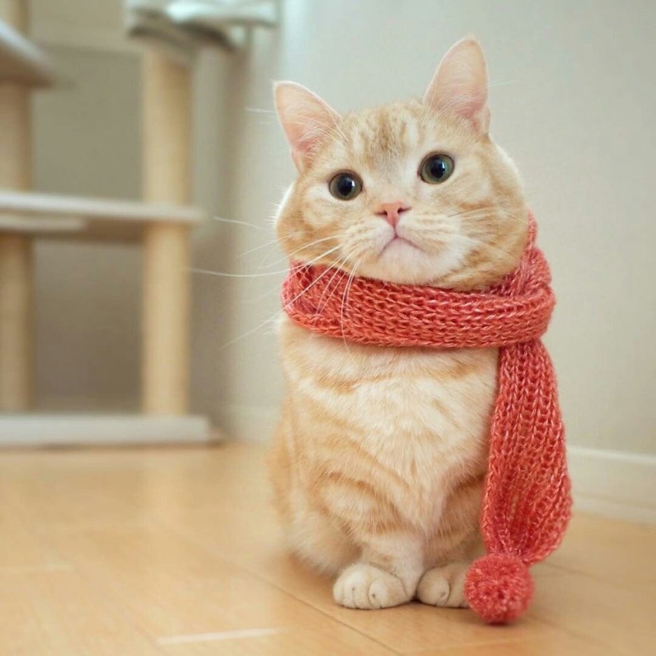 Манчкин кот
