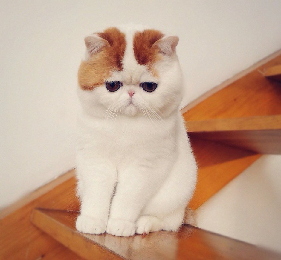 Манчкин кот