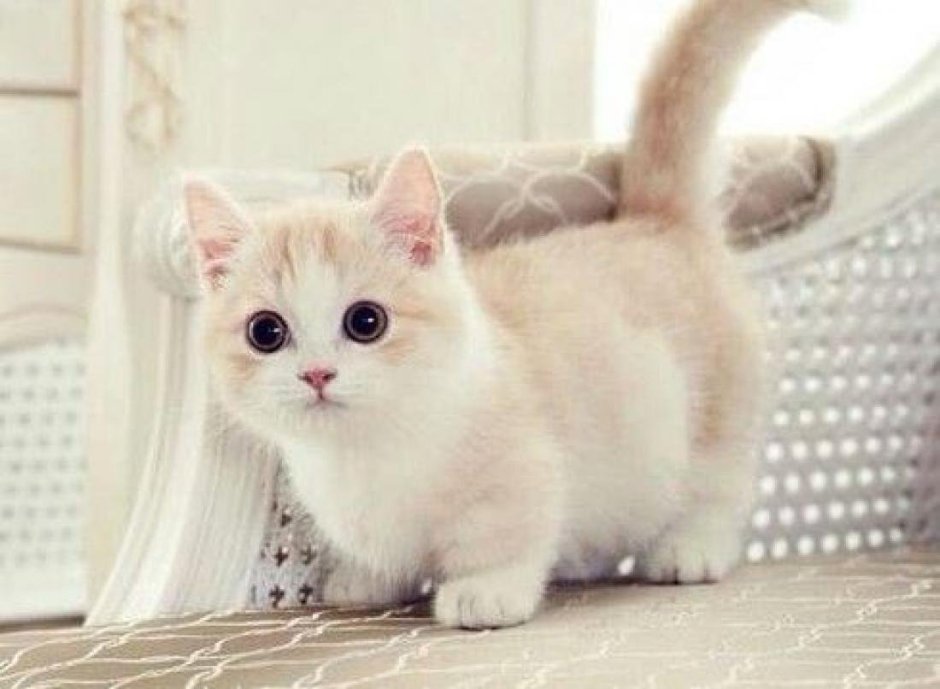 Кошка такса Манчкин