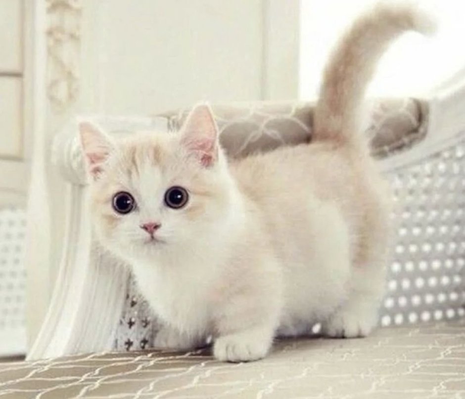 Кошка Манчкин котята