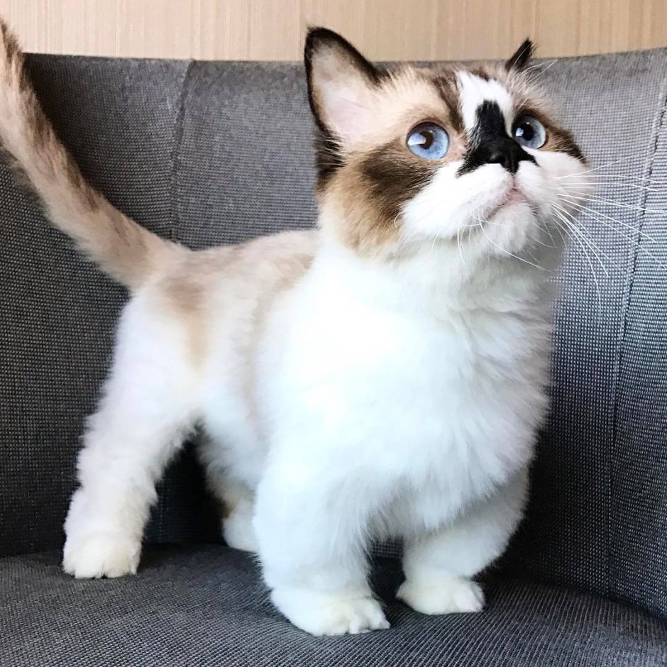 Круглоухий кот- Манчкин