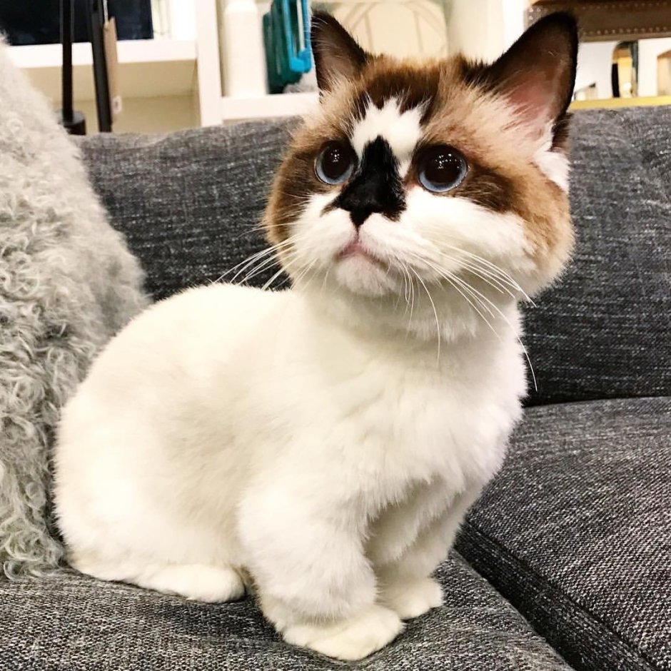 Японская кошка экзот