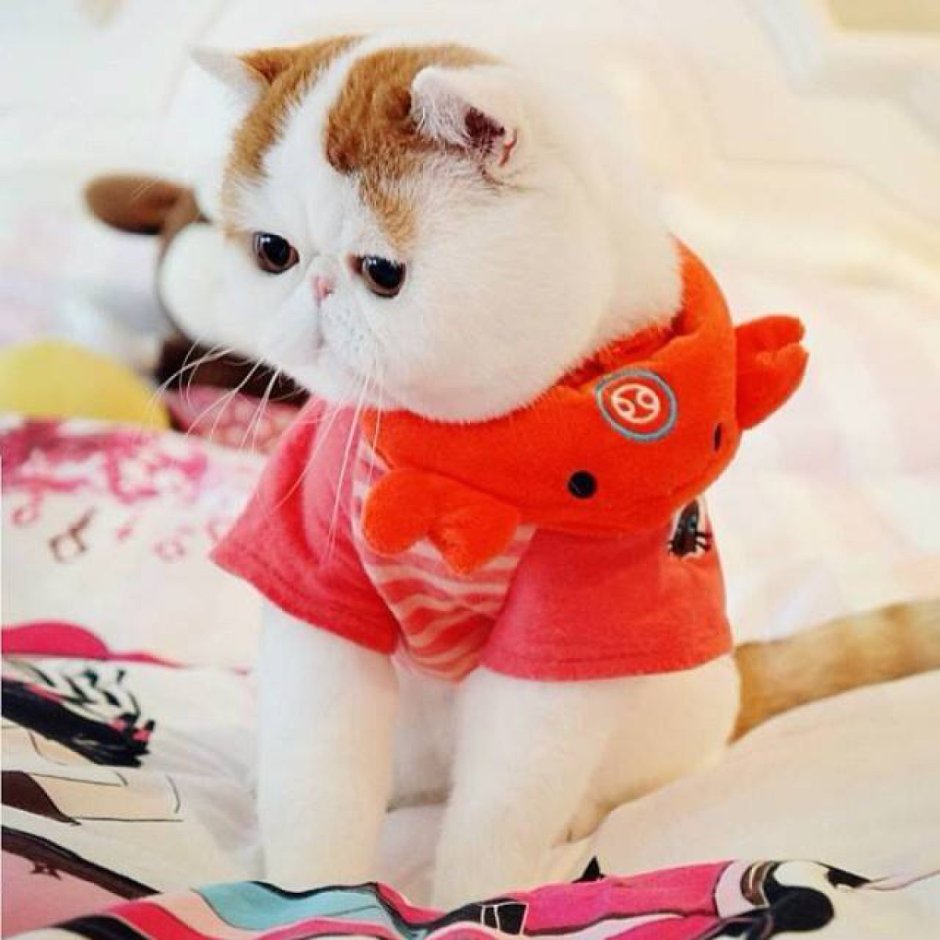 Двуногая кошка