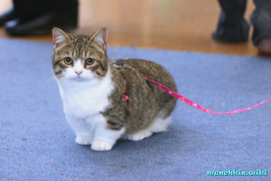 Манчкин кинкалоу
