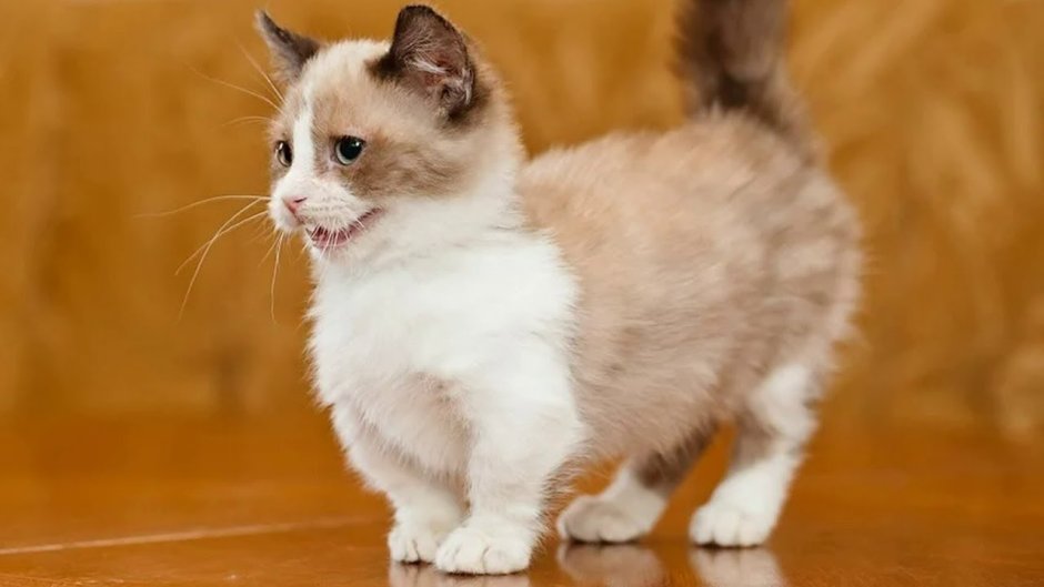 Манчкин Лонг кошка