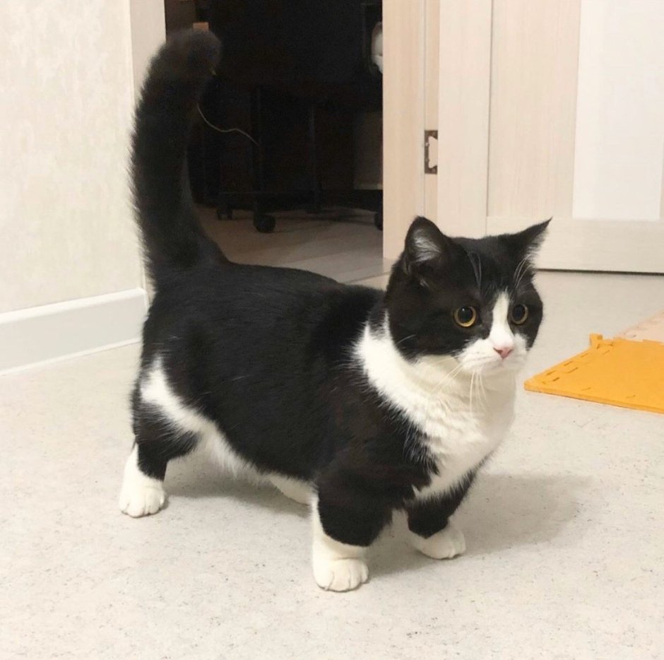 Экзотическая кошка Снупи котята