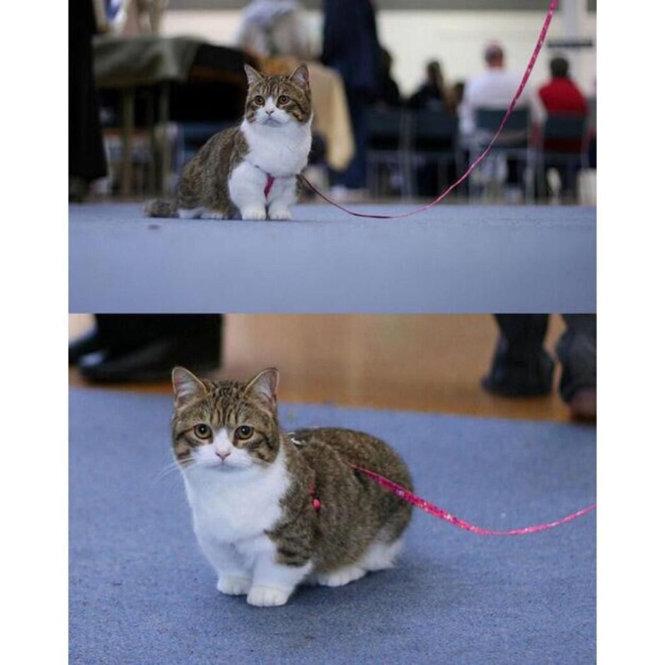 Манчкин экзот котенок