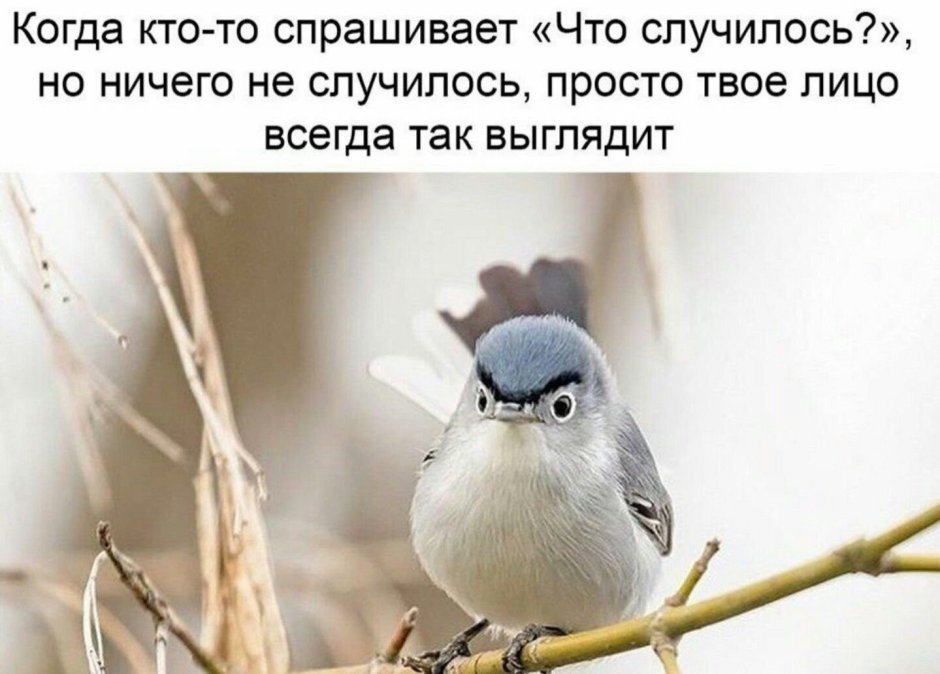 Птица на руке