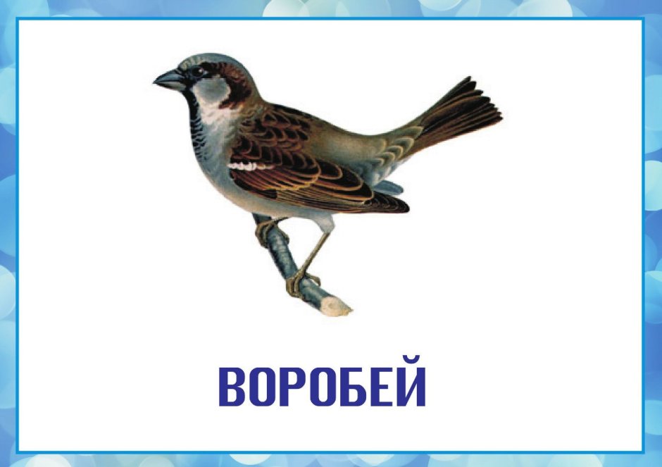 Пьяный Воробей