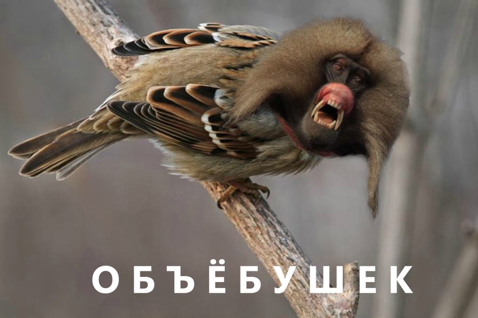 Характеристика воробья