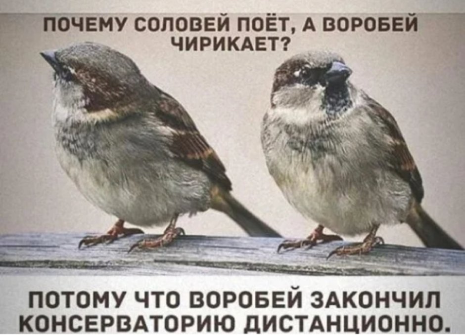 Так блэт птичка Мем