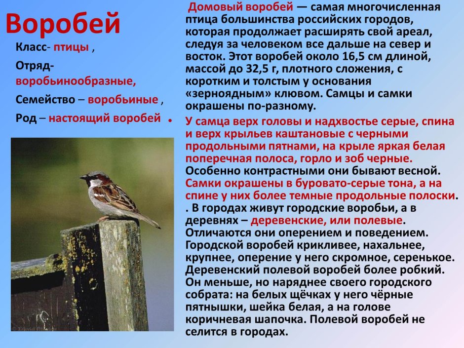 Воробей на руке