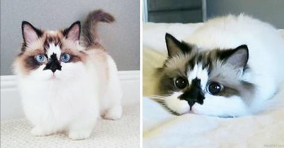 Кошки маленькие породистые