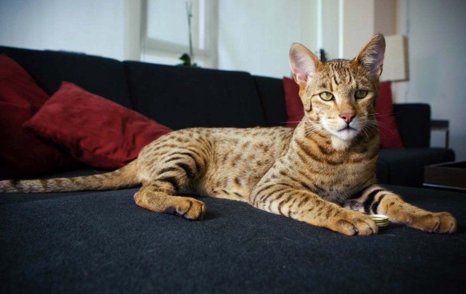 Мейн кун Ашера