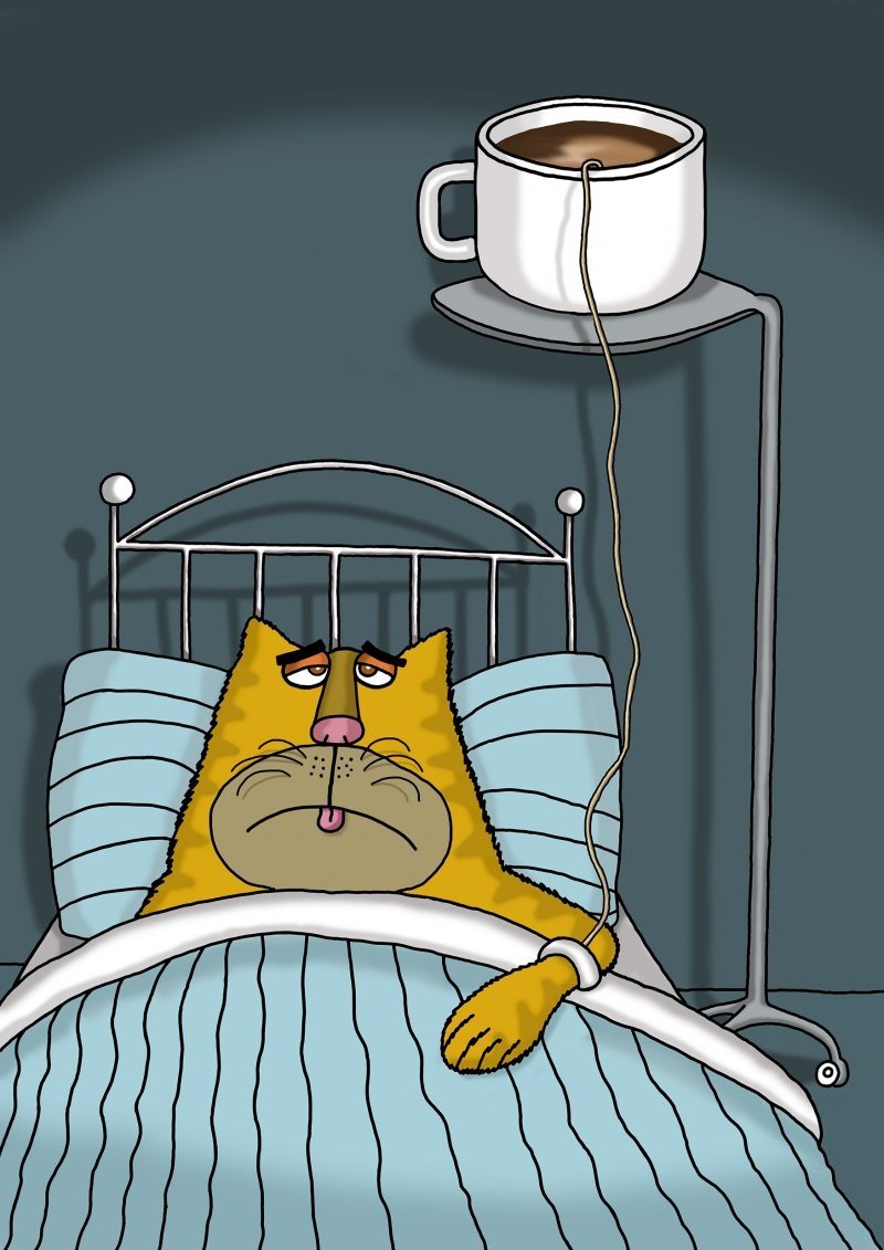 Котик с градусником