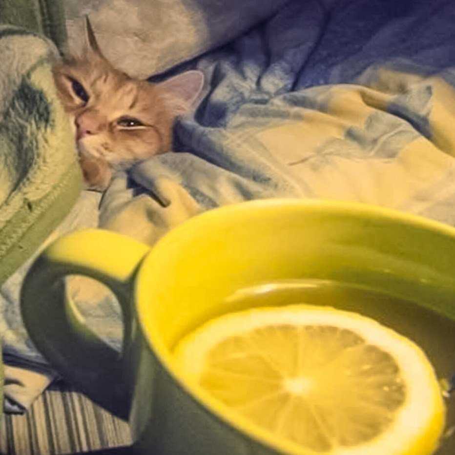 Котик Пушин доктор