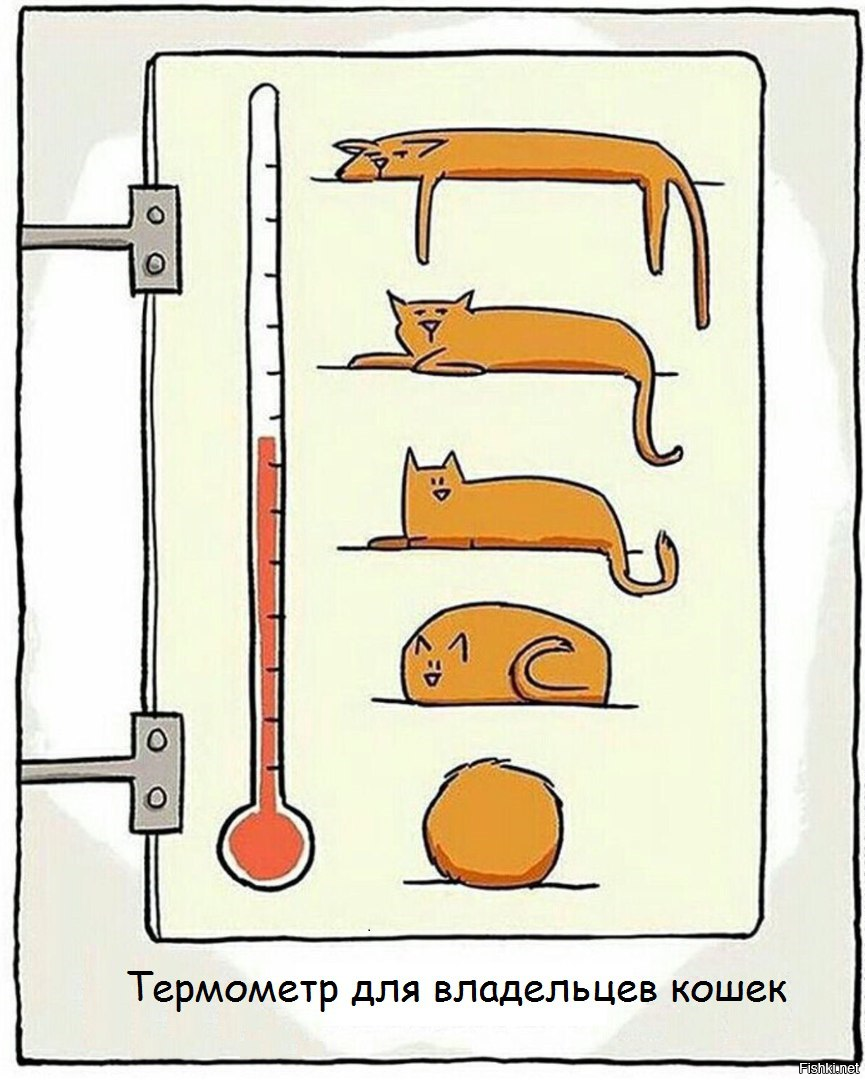 Температура тела кота