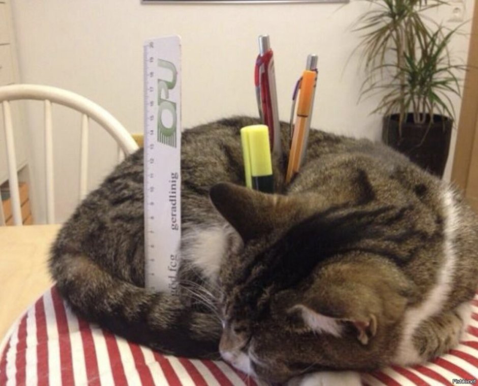 Котик с градусником