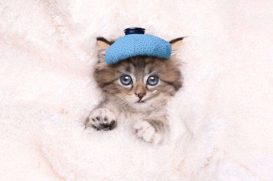 Котенок с градусником