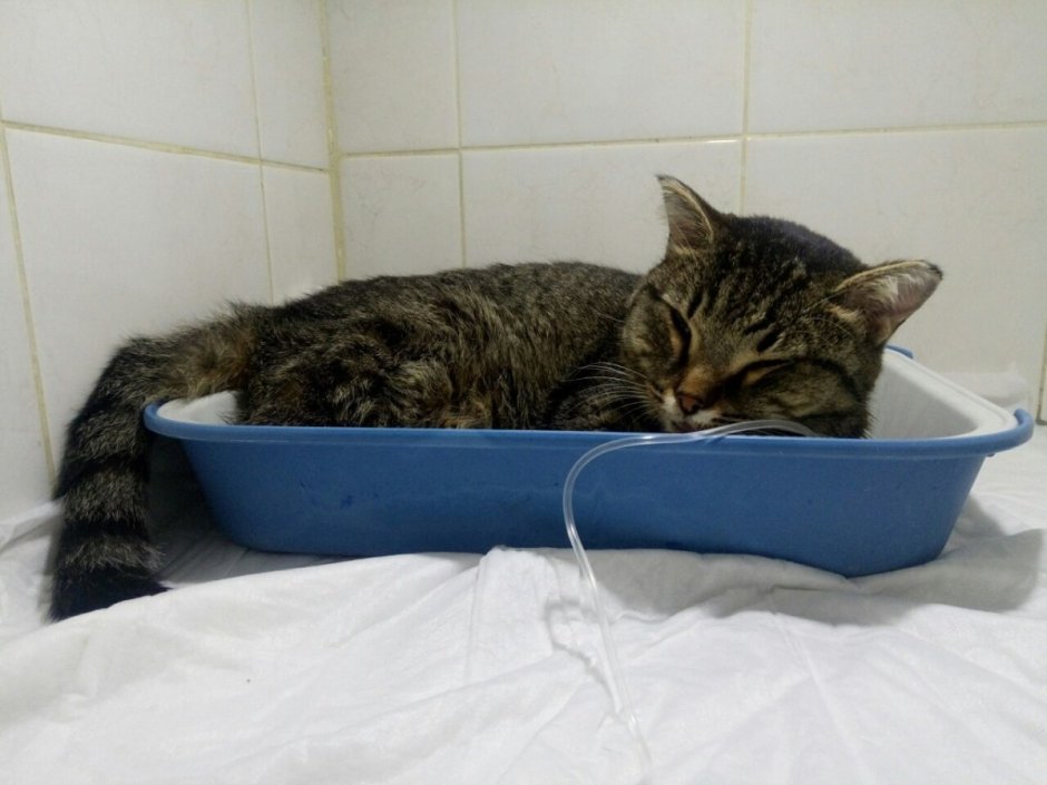 Котик простудился