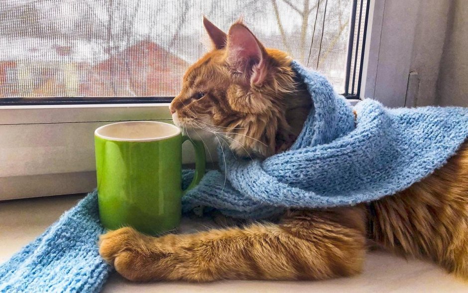 Злой котик у ветеринара