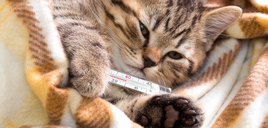 Простуженная кошка