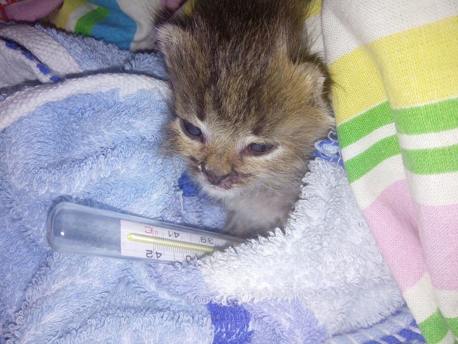 Котик заболел