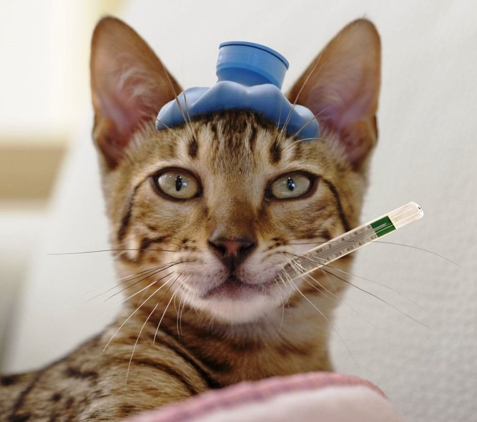 Кошка с градусником