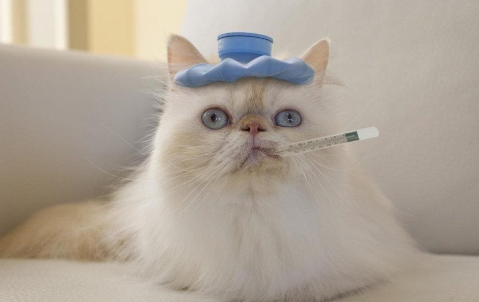 Больной кот с градусником