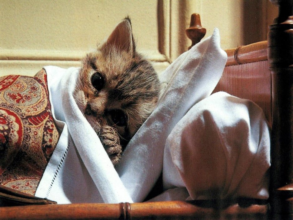 Определяем погоду по коту