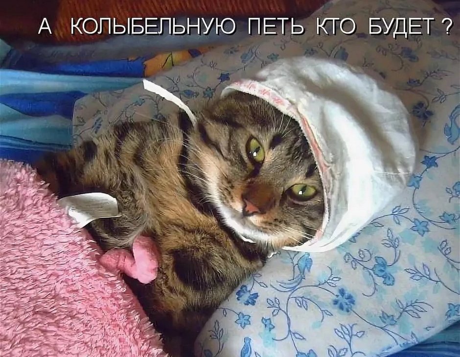 Измерить температуру тела у кошки