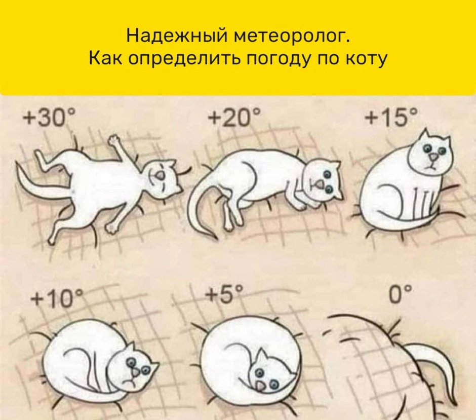 Кот с градусником