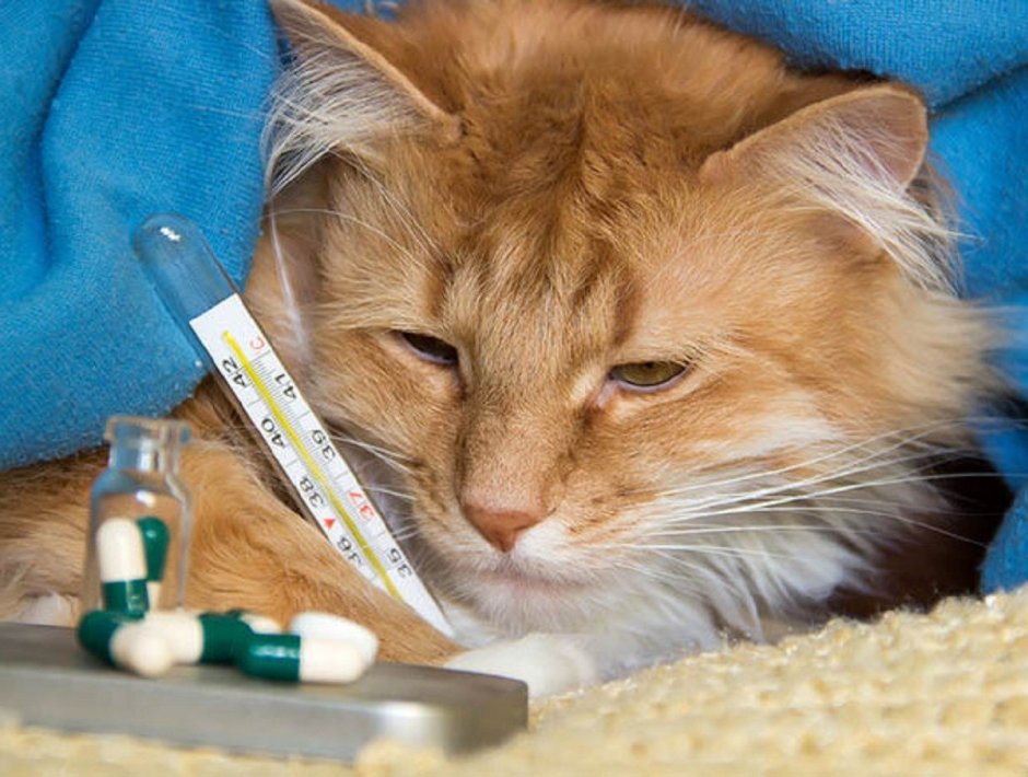 Кот болеет