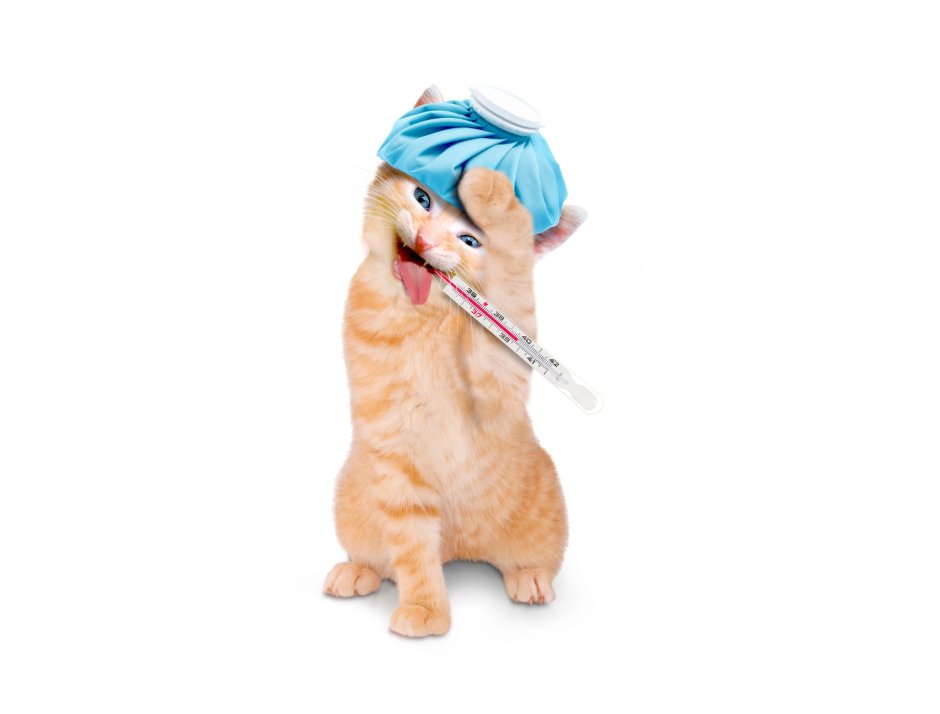 Кошка с градусником