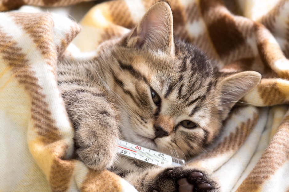 Животные с градусником