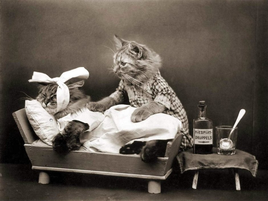 Котенок в медицинской Маск