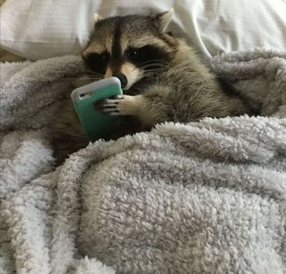 Термометрия у кошки