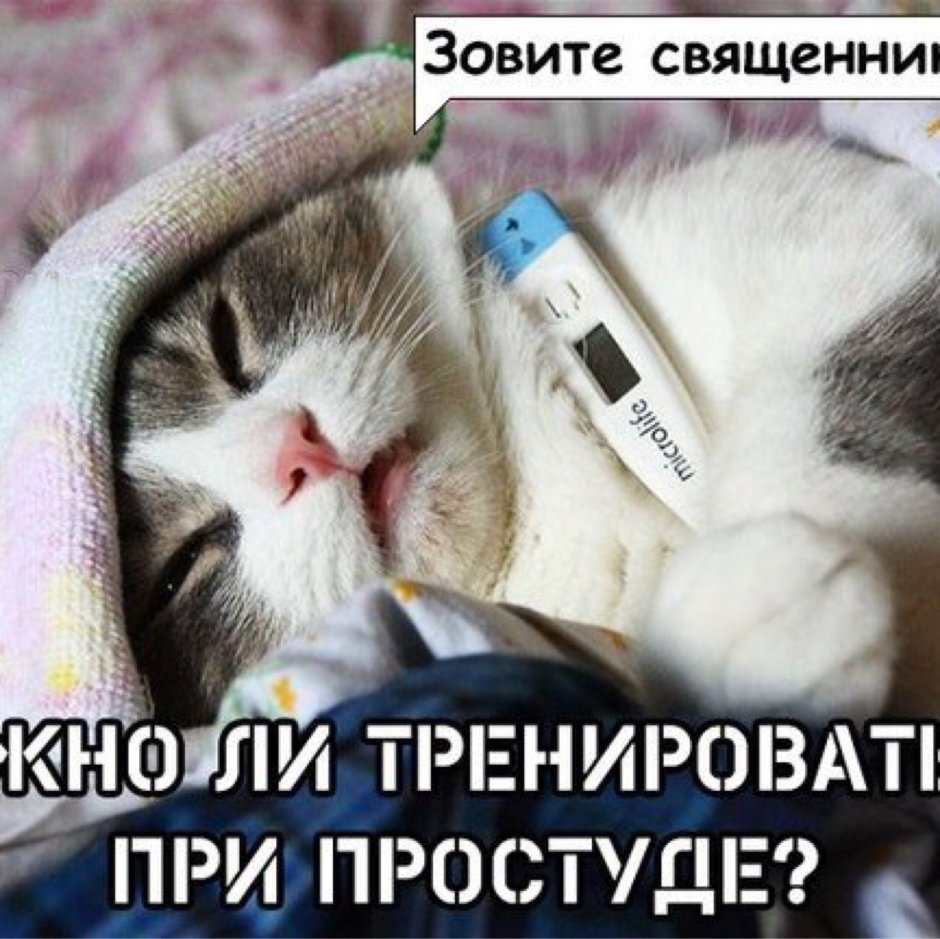 Больной кот с градусником