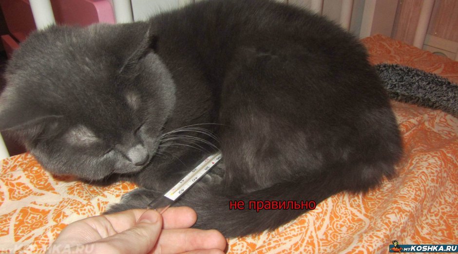 Шприц для кошек