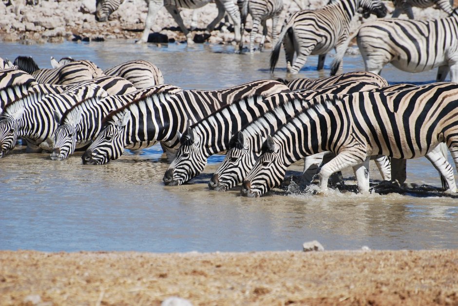Animals on through