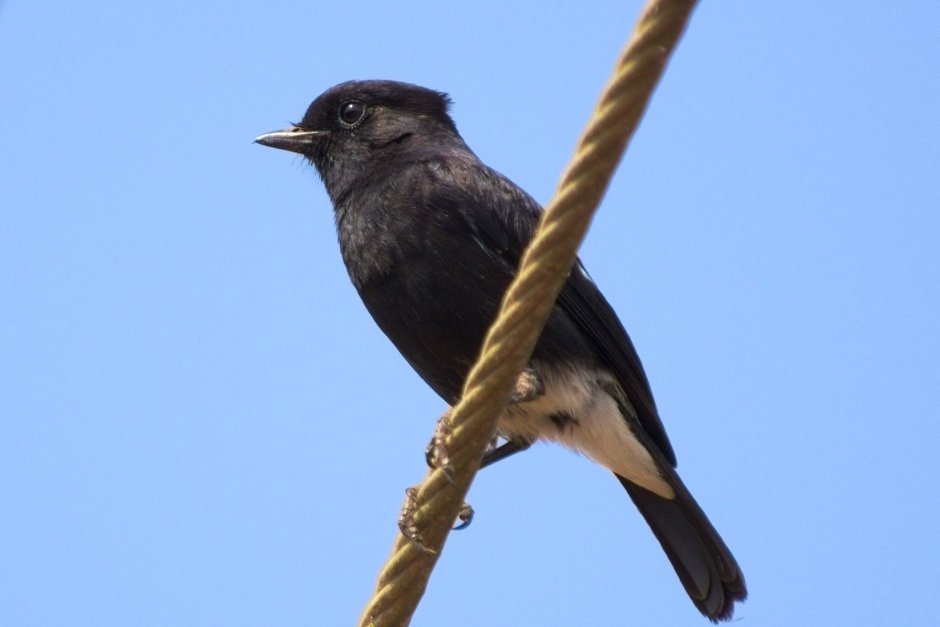 Molothrus ater