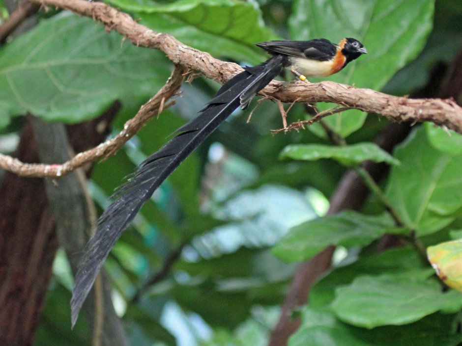 Red Winged Blackbird